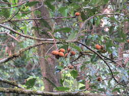 Imagem de Aglaia simplicifolia (Bedd.) Harms