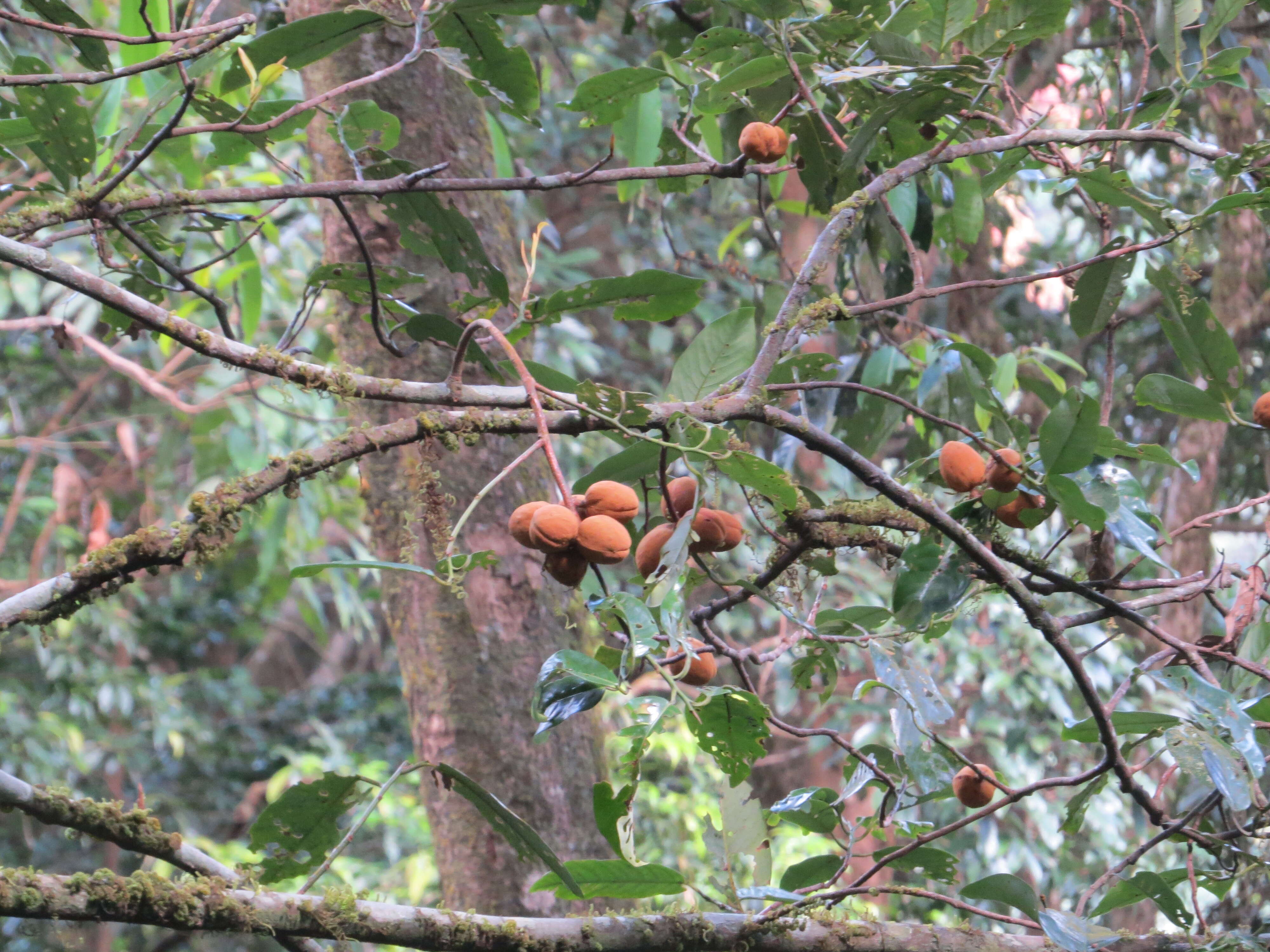 Image of Aglaia simplicifolia (Bedd.) Harms