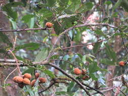 Imagem de Aglaia simplicifolia (Bedd.) Harms