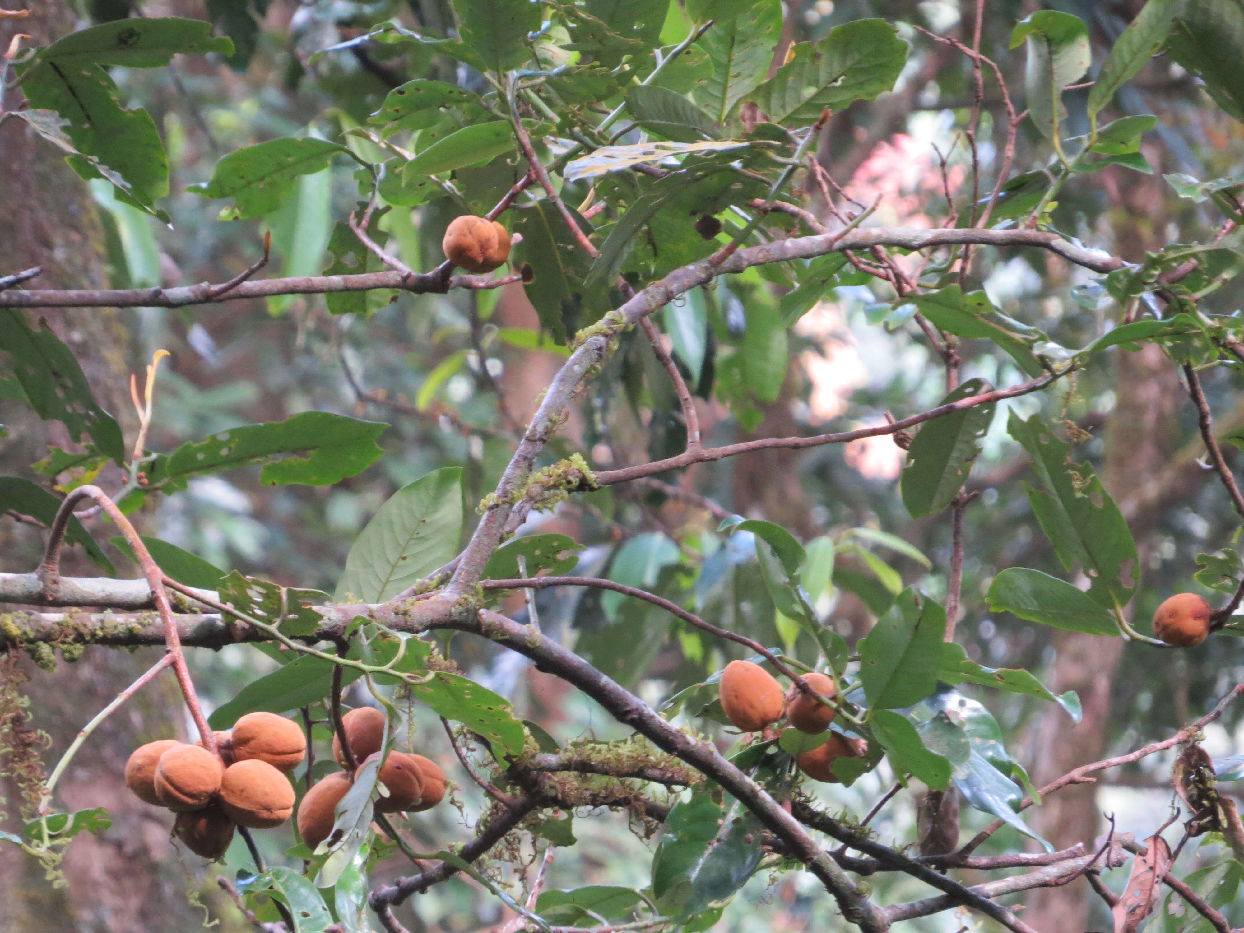 Image of Aglaia simplicifolia (Bedd.) Harms