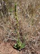 Image of Crassula capitella subsp. nodulosa (Schönl.) Tölken