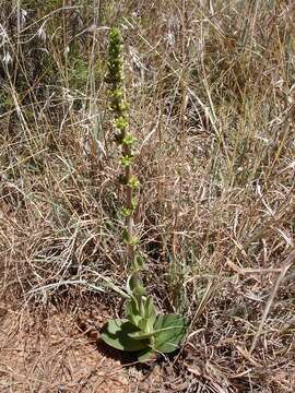 Image of Crassula capitella subsp. nodulosa (Schönl.) Tölken