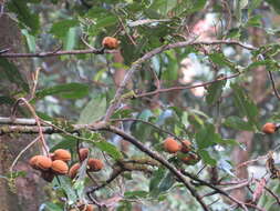 Слика од Aglaia simplicifolia (Bedd.) Harms