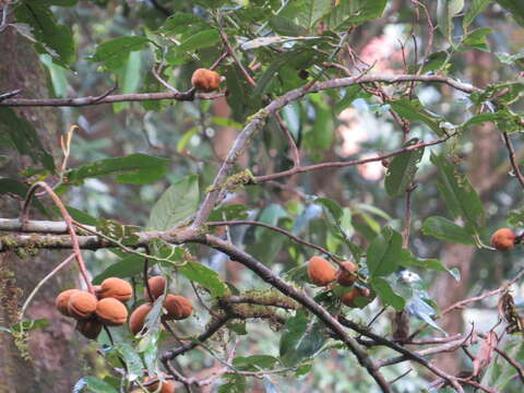 Imagem de Aglaia simplicifolia (Bedd.) Harms