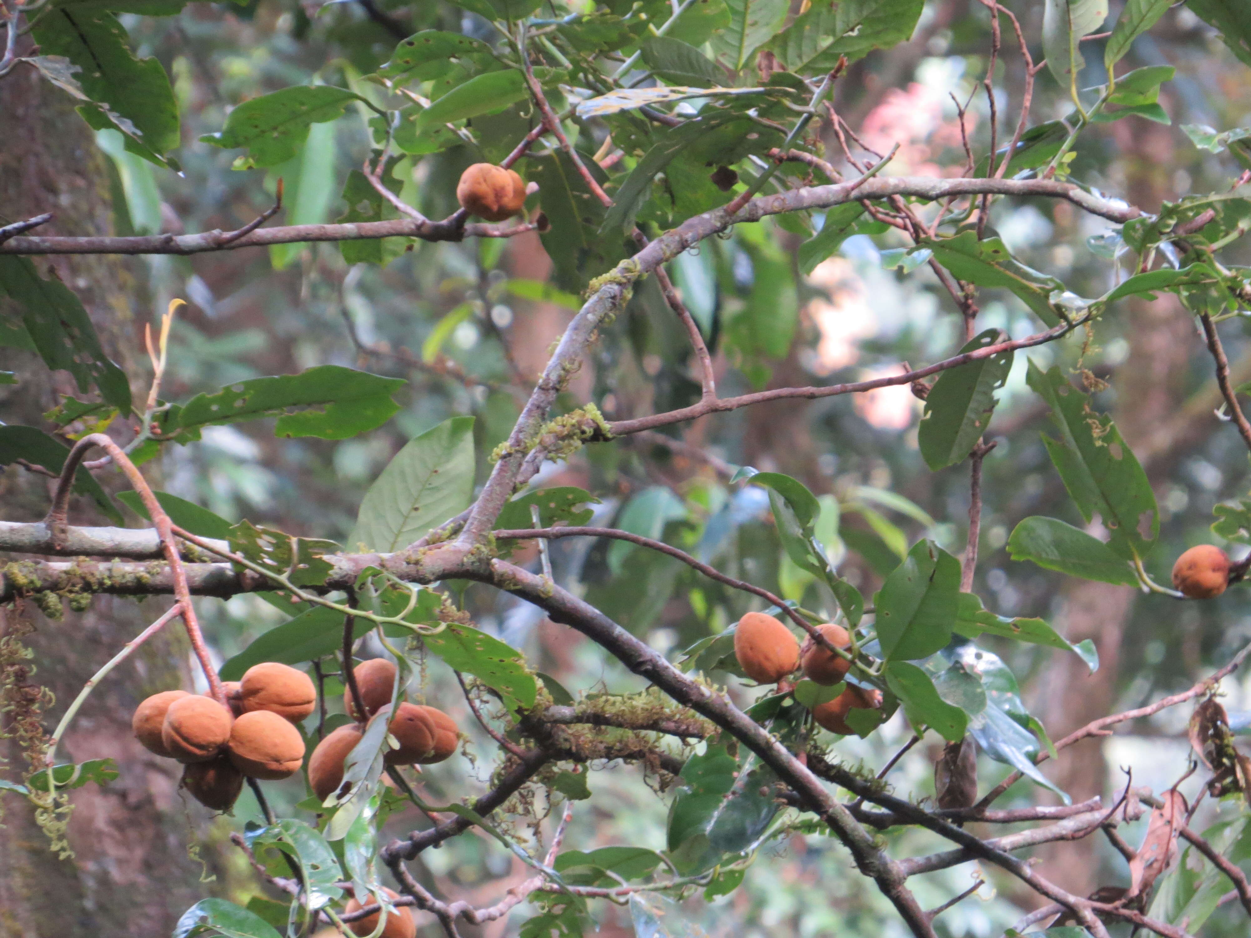 Image of Aglaia simplicifolia (Bedd.) Harms