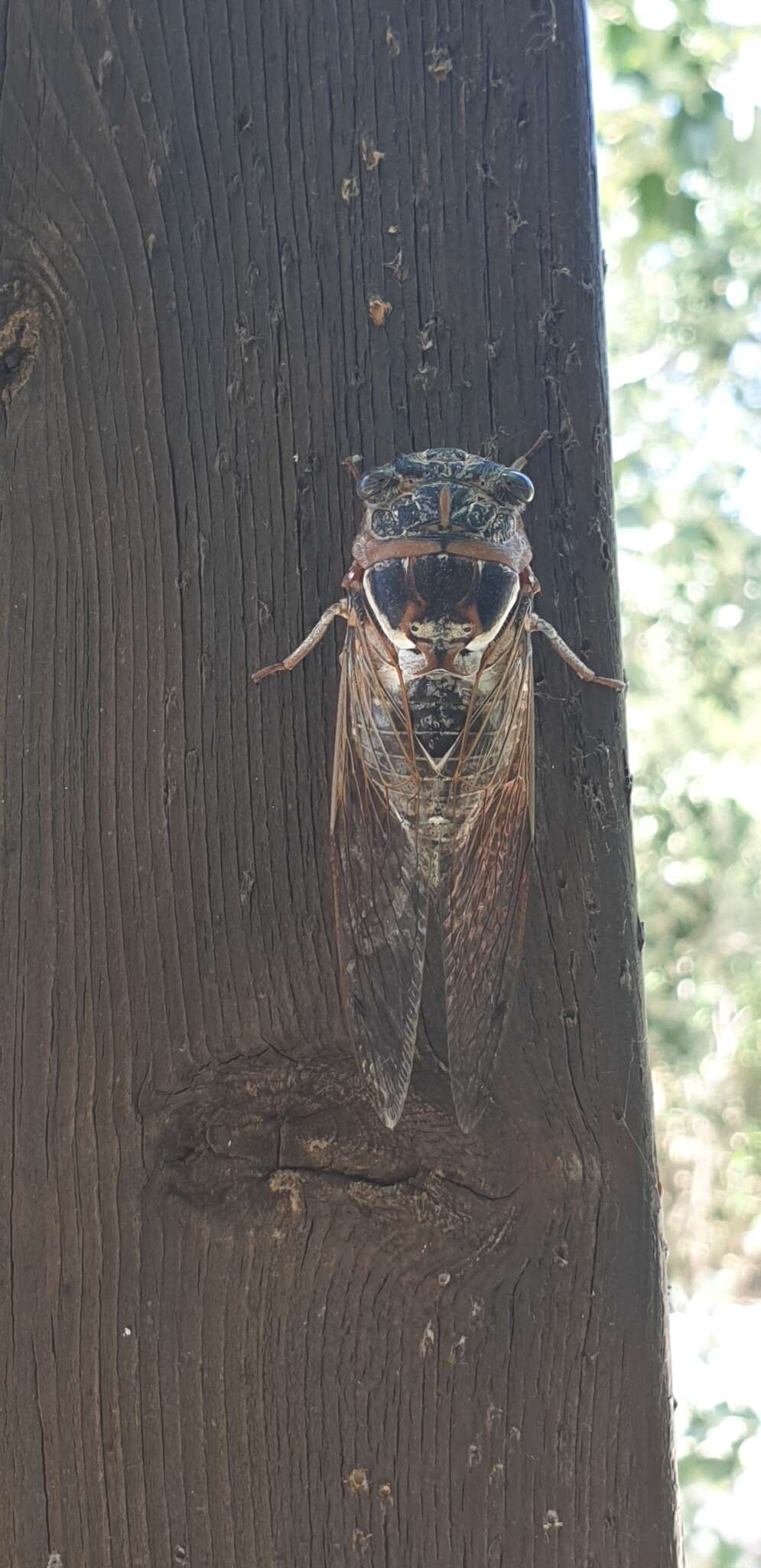 Image of Tibicen gemellus (Boulard 1988)