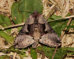 Image of Large Looper Moth, Broken-banded Y