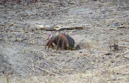 Image of brown land crab