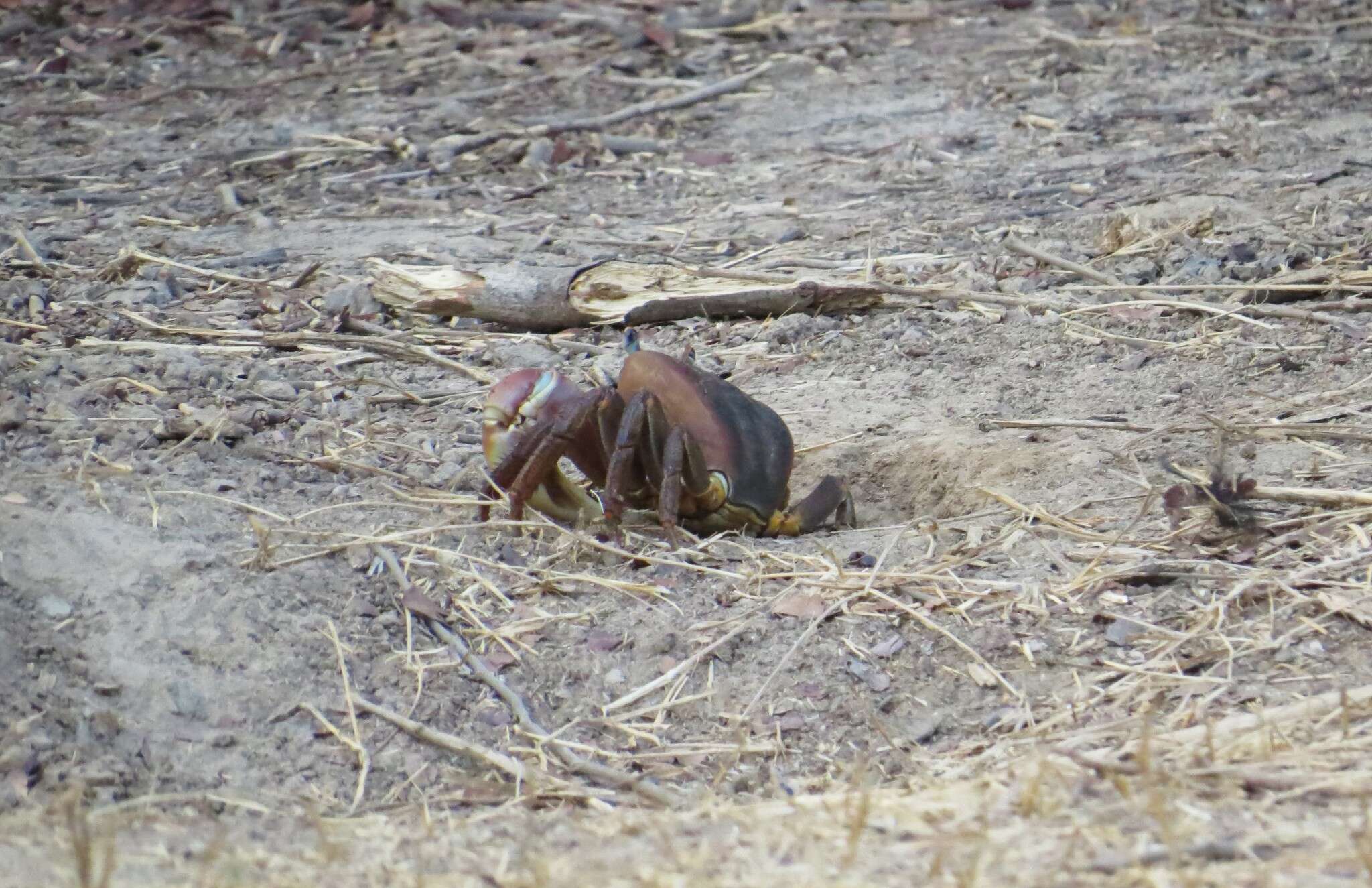 Image of brown land crab