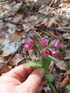 Plancia ëd Pulmonaria vallarsae A. Kerner