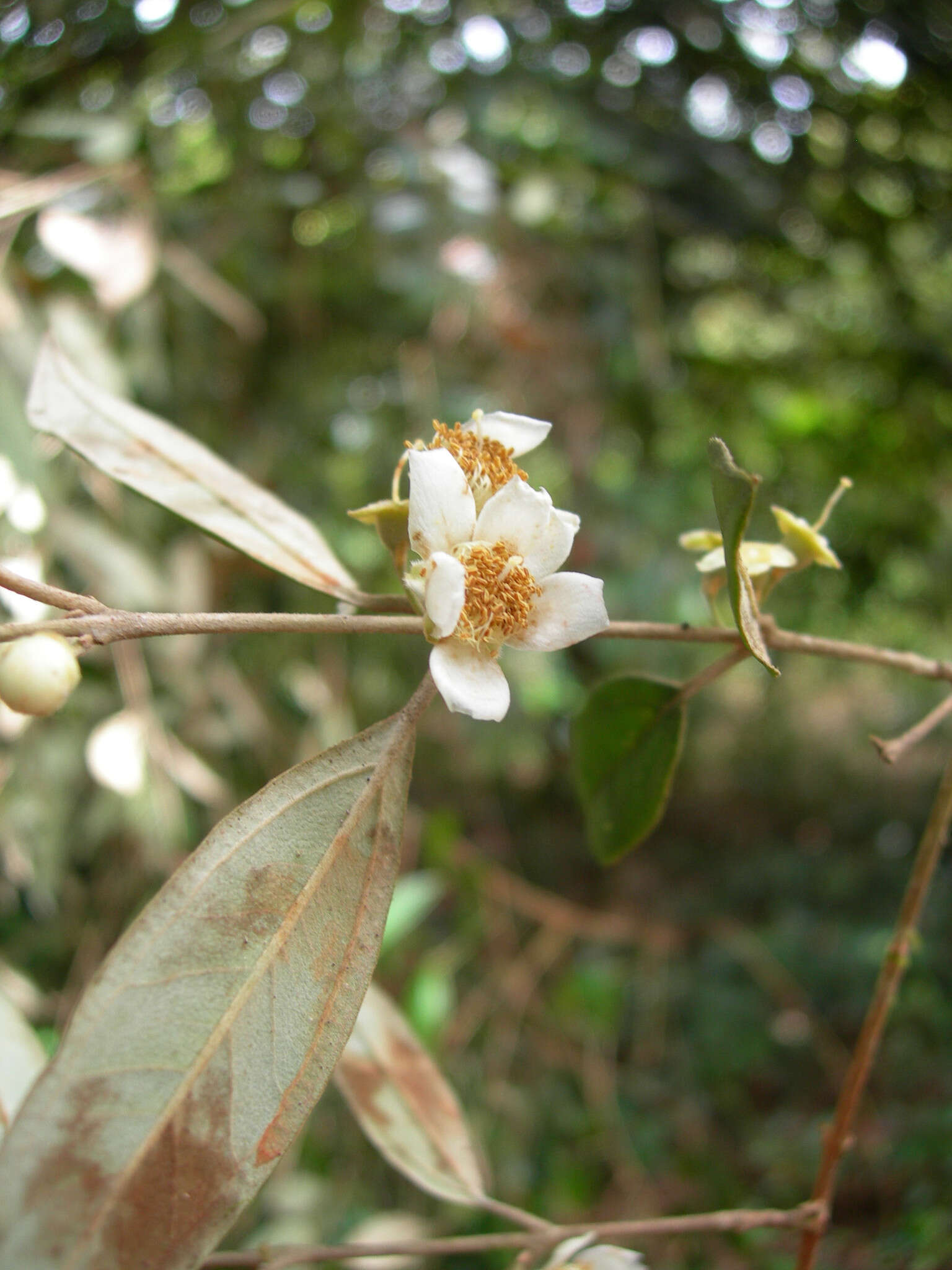 Sivun Rhodomyrtus sericea Burret kuva