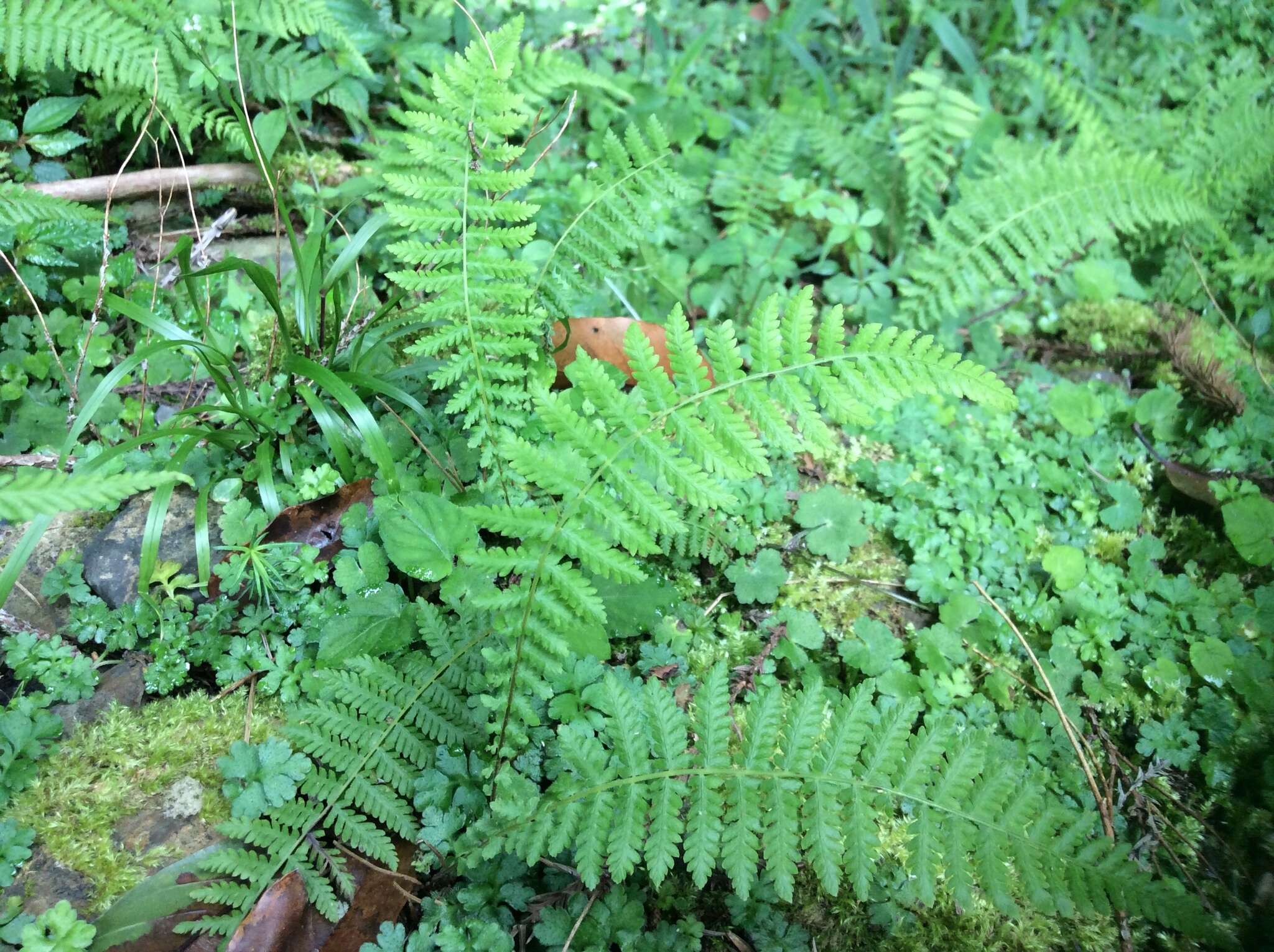 Image of Amauropelta beddomei