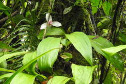 Imagem de Lycaste guatemalensis Archila