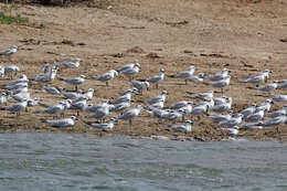 Image of Gull-billed Terns