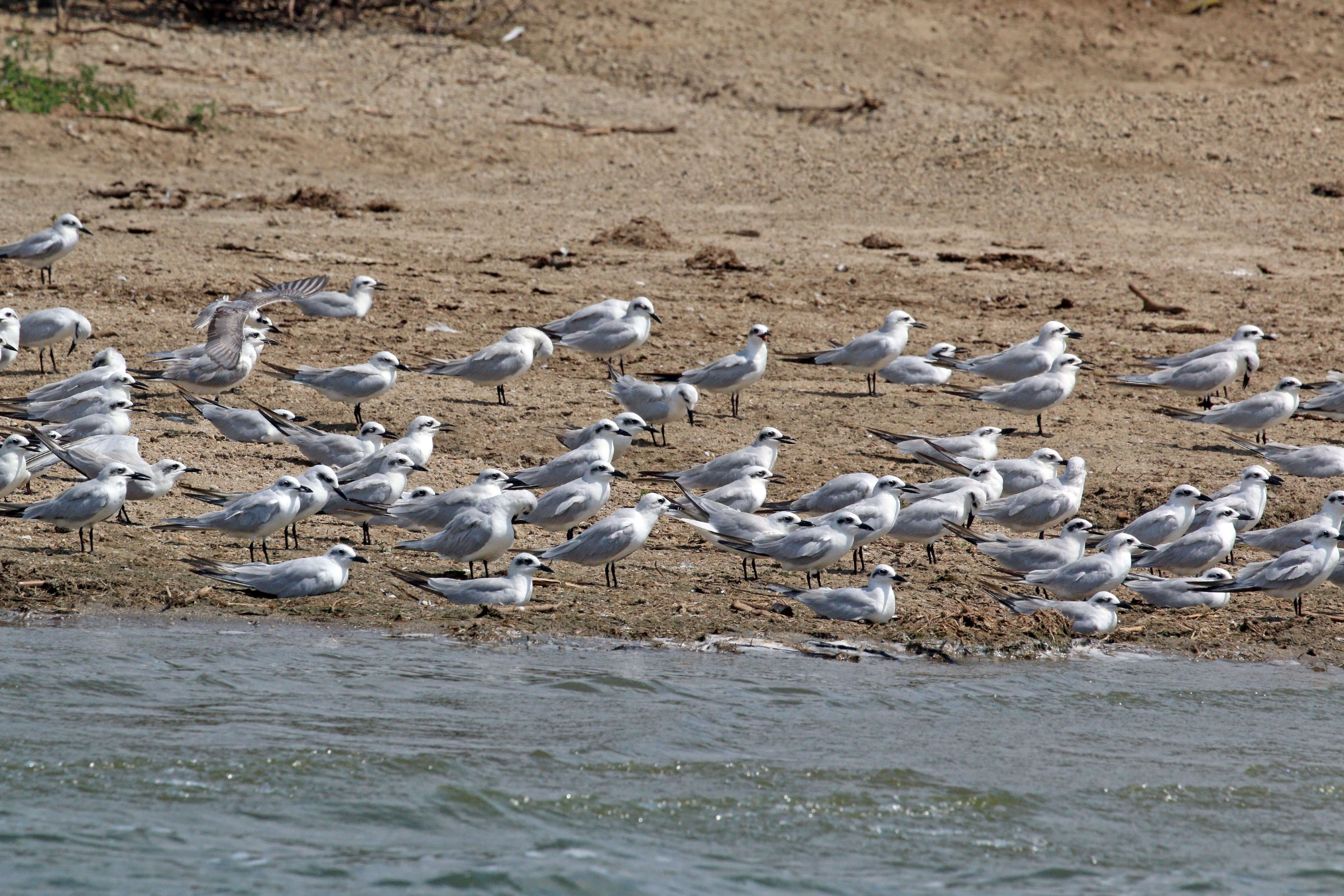 Image of Gull-billed Terns