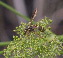 Image of Polybiomyia