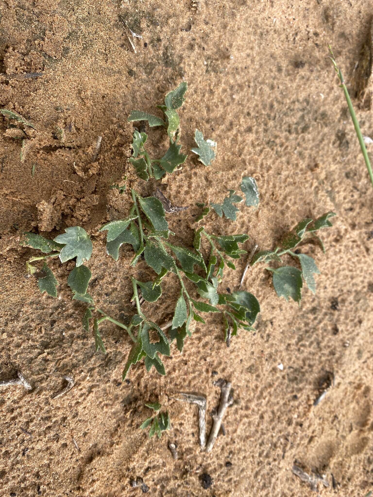 Kedrostis psammophila P. Bruyns resmi