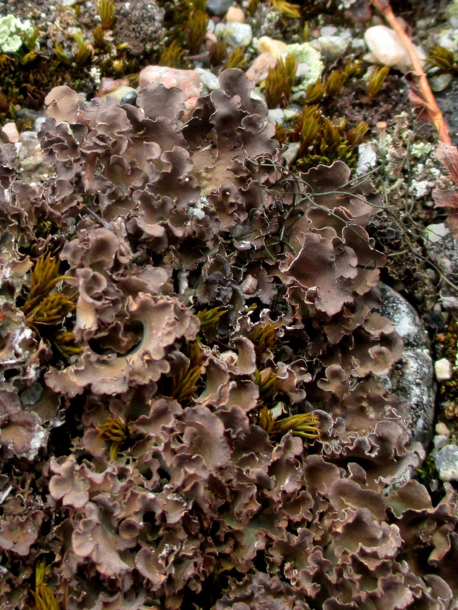 Image of kidney lichen