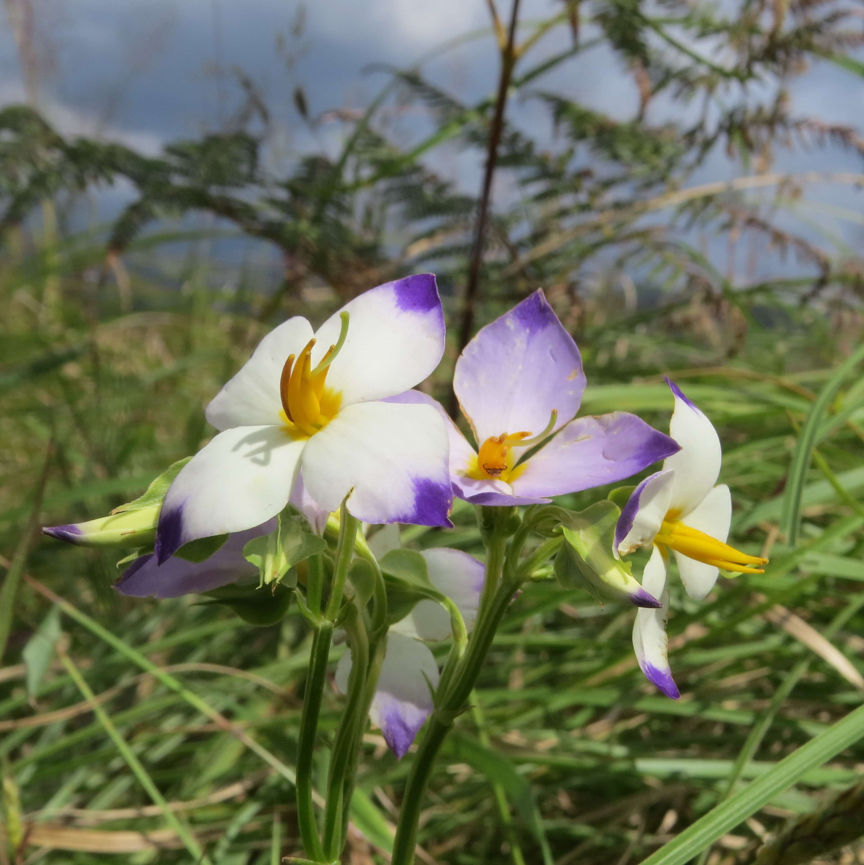 Image of Exacum tetragonum Roxb.