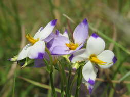 Image of Exacum tetragonum Roxb.