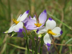 Image of Exacum tetragonum Roxb.