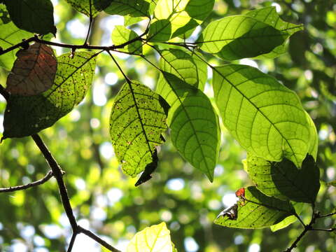 Image of Sloanea guianensis (Aublet) Benth.