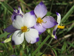 Image of Exacum tetragonum Roxb.