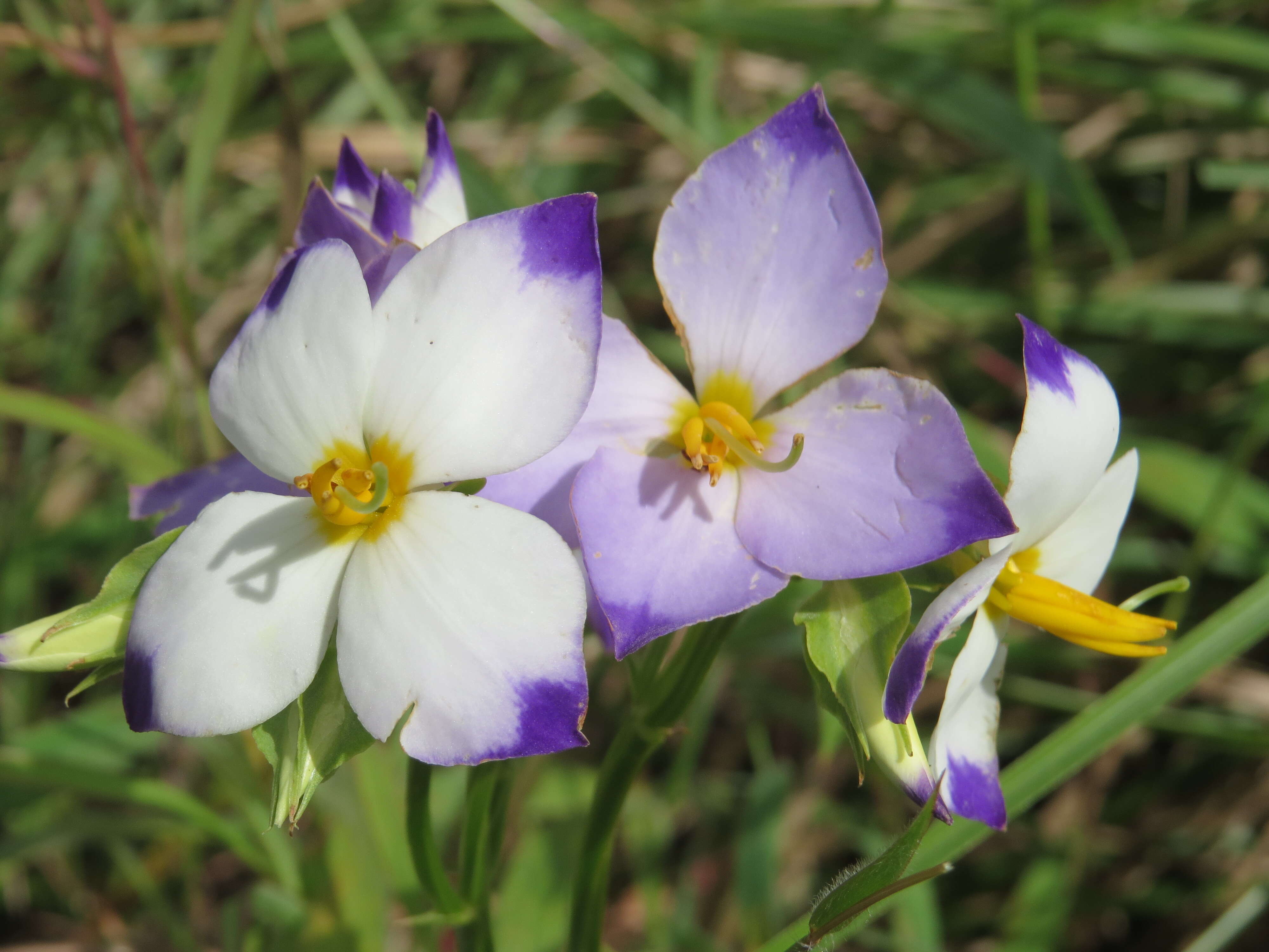 Image of Exacum tetragonum Roxb.