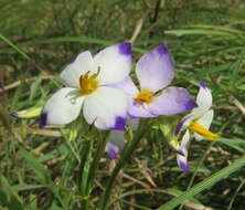 Image of Exacum tetragonum Roxb.