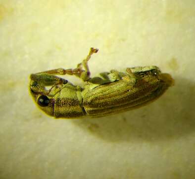 Image of Pea Leaf Weevil