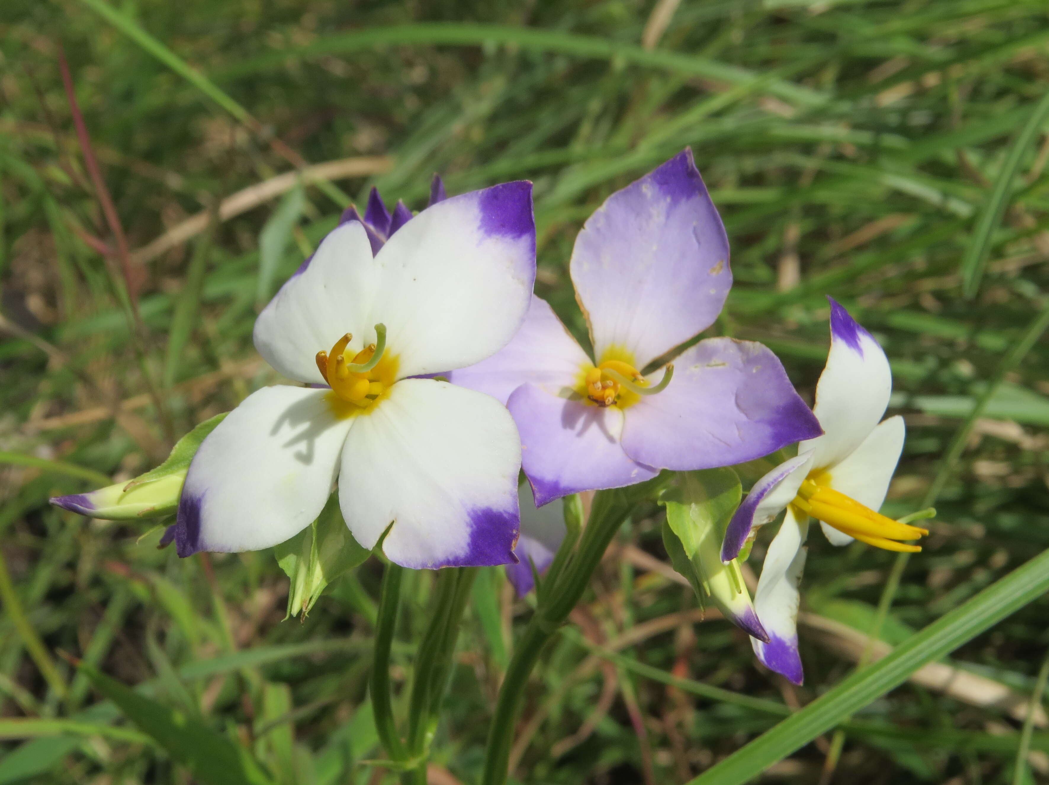 Image of Exacum tetragonum Roxb.