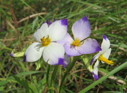 Image of Exacum tetragonum Roxb.