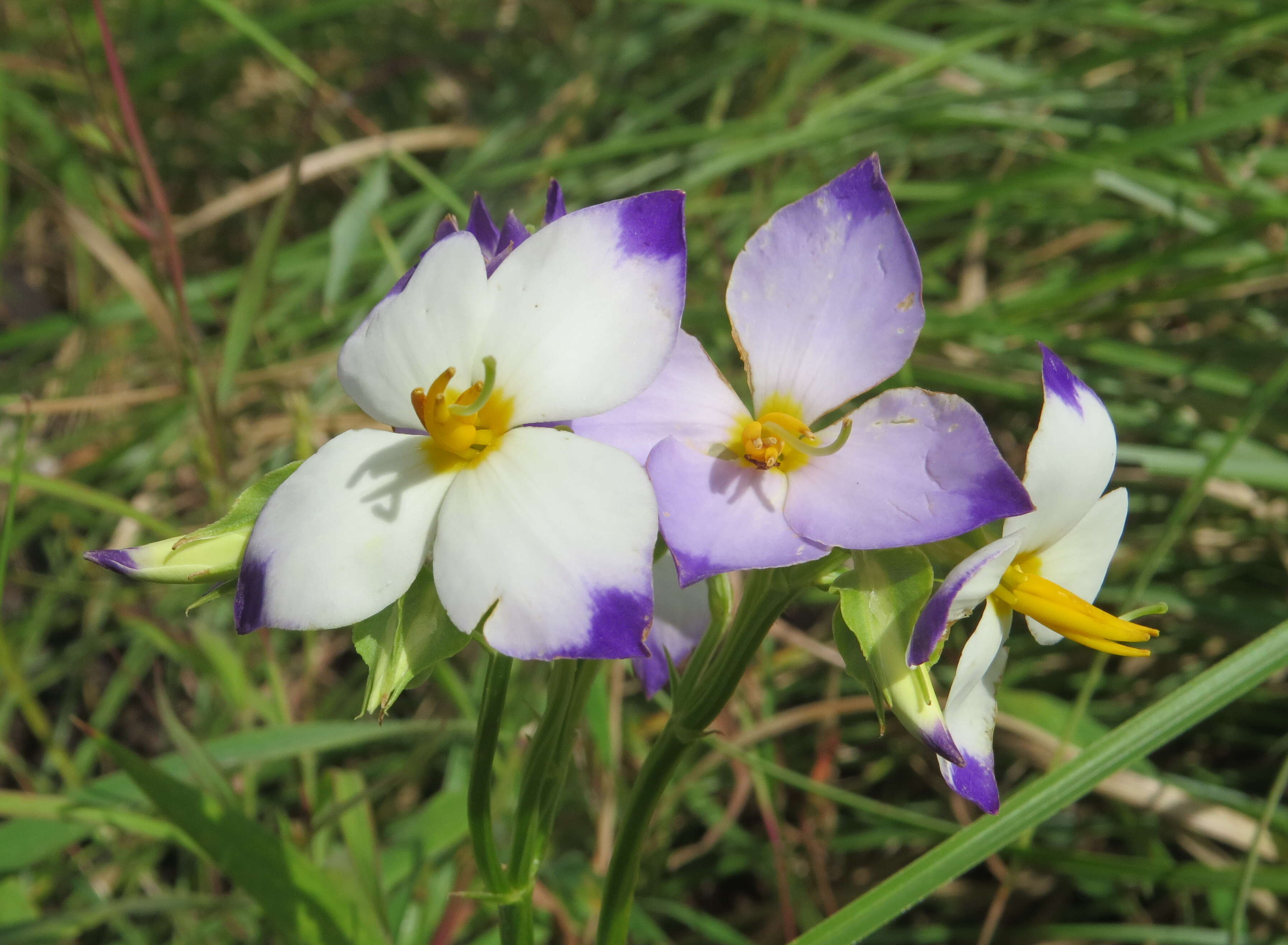 Image of Exacum tetragonum Roxb.