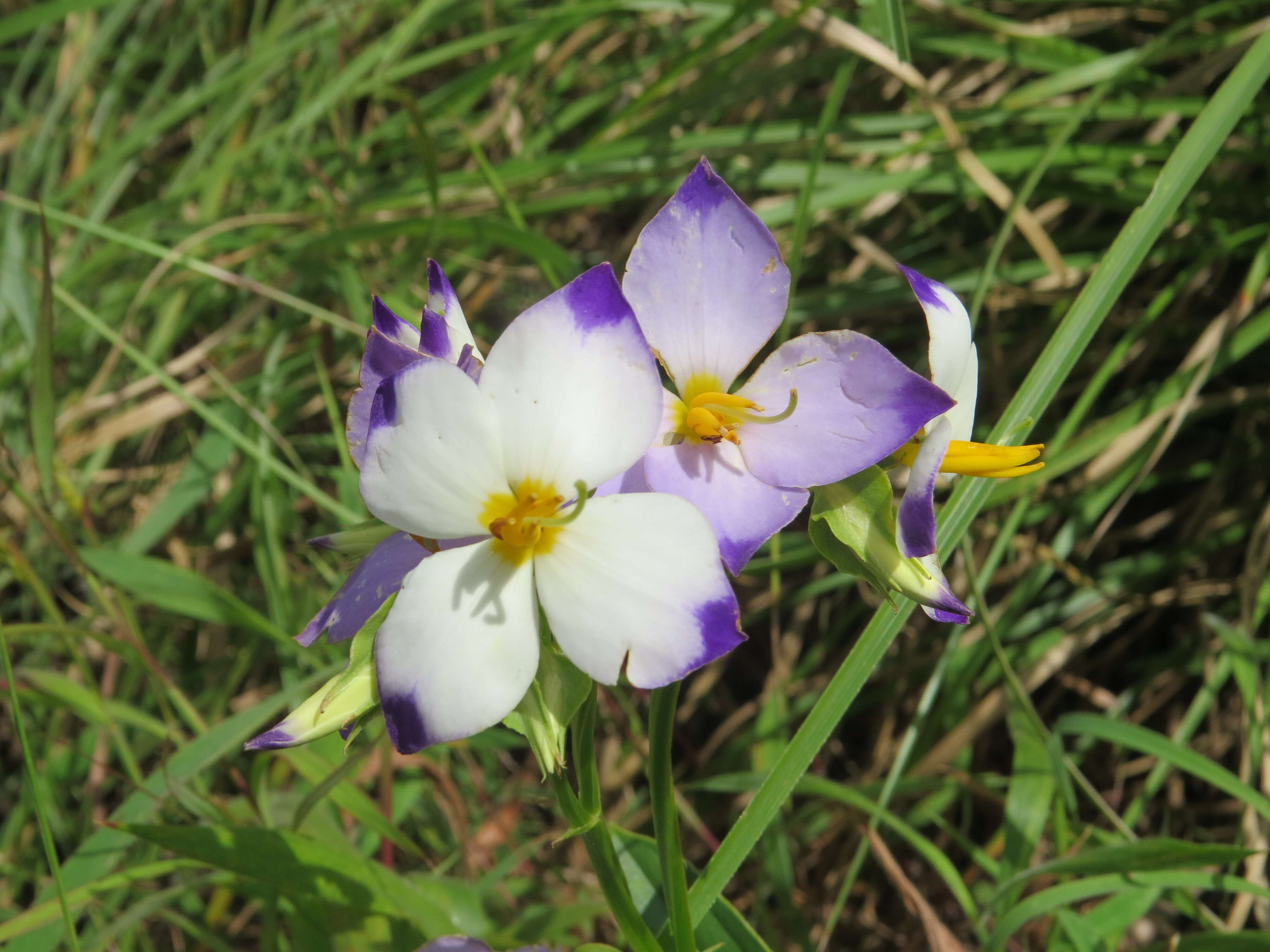 Image of Exacum tetragonum Roxb.