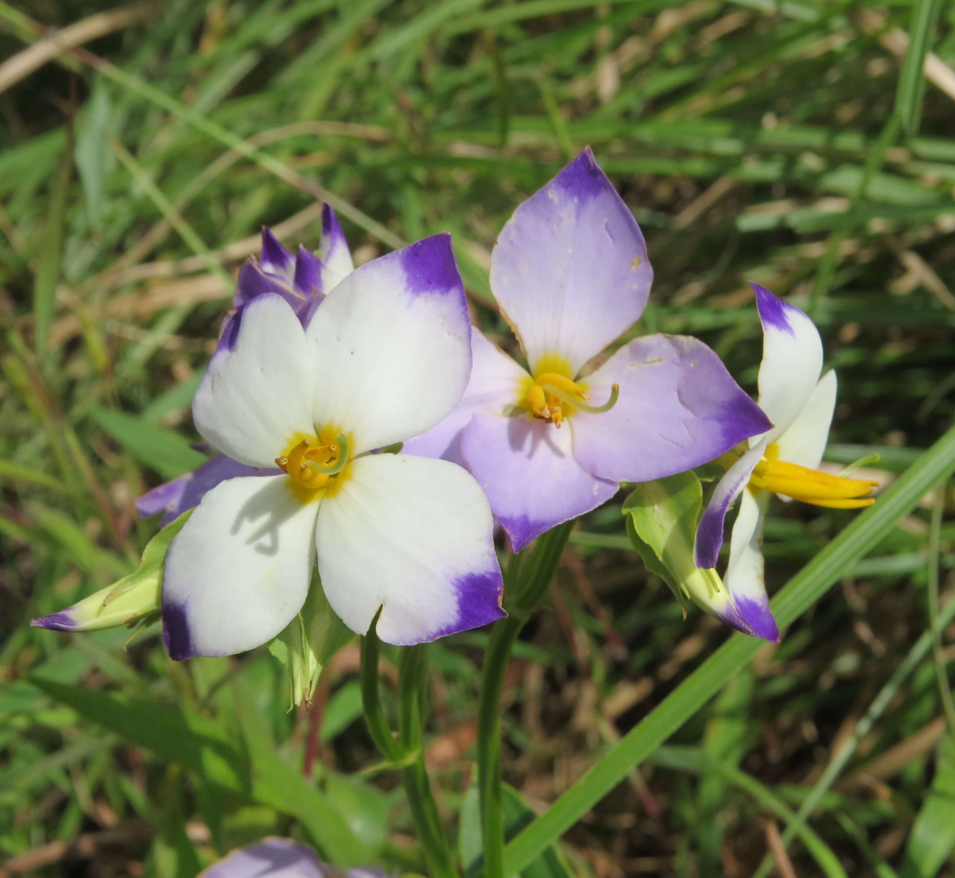 Image of Exacum tetragonum Roxb.