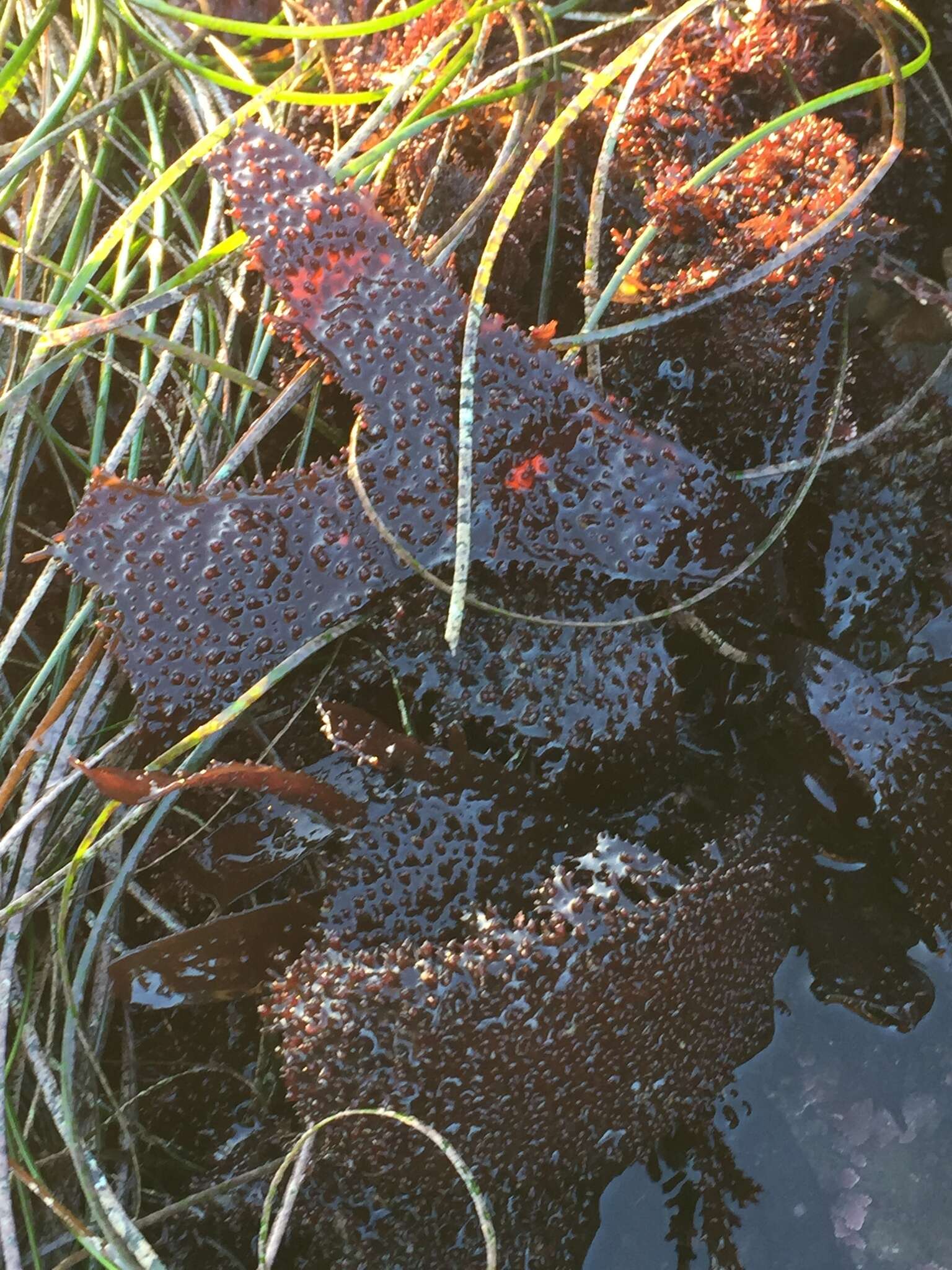 Chondracanthus spinosus resmi