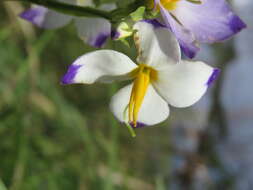 Image of Exacum tetragonum Roxb.