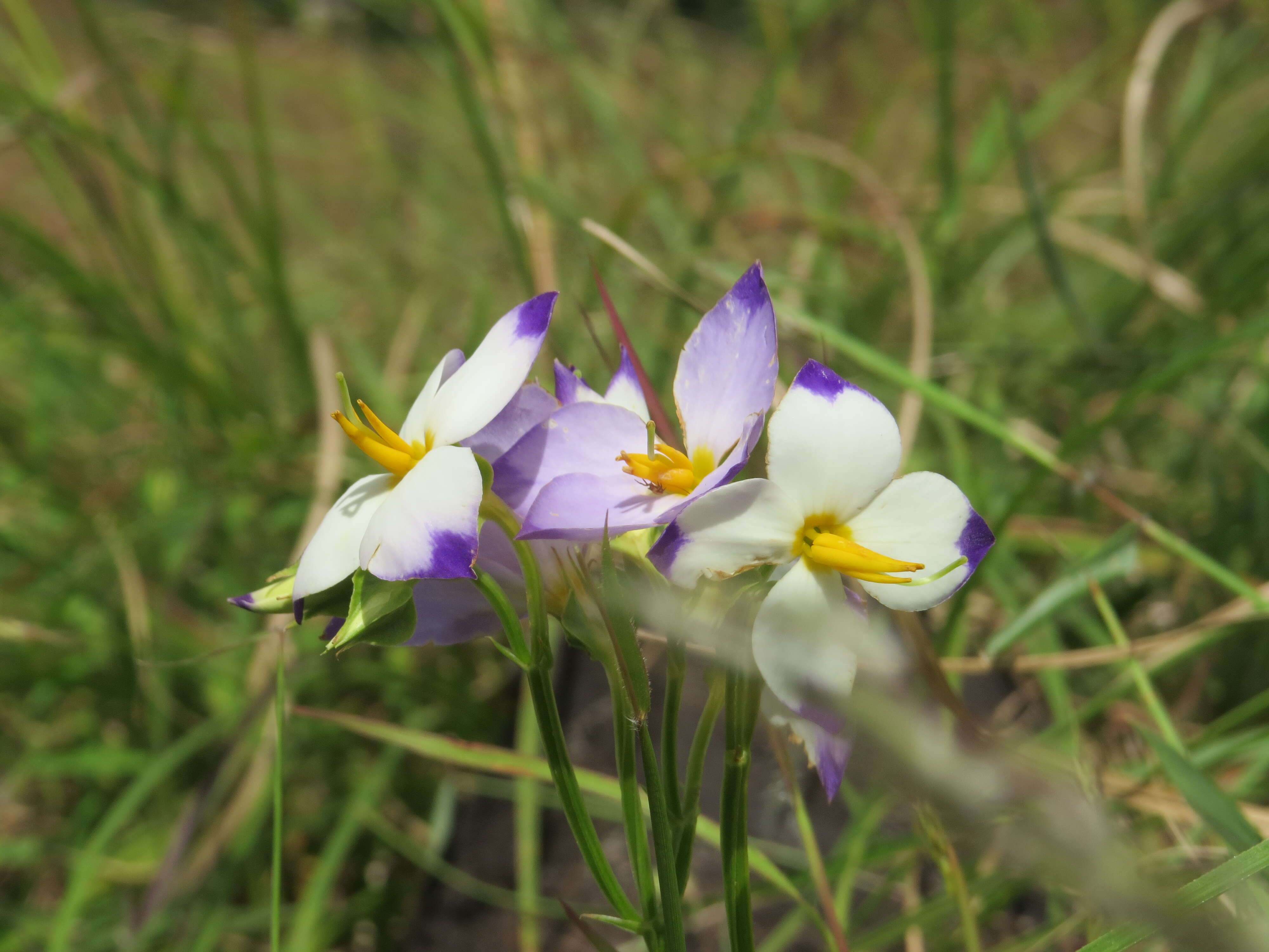 Image of Exacum tetragonum Roxb.