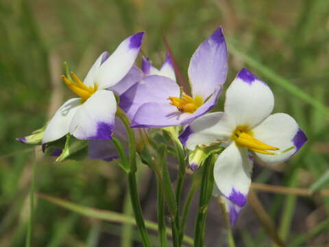 Image of Exacum tetragonum Roxb.