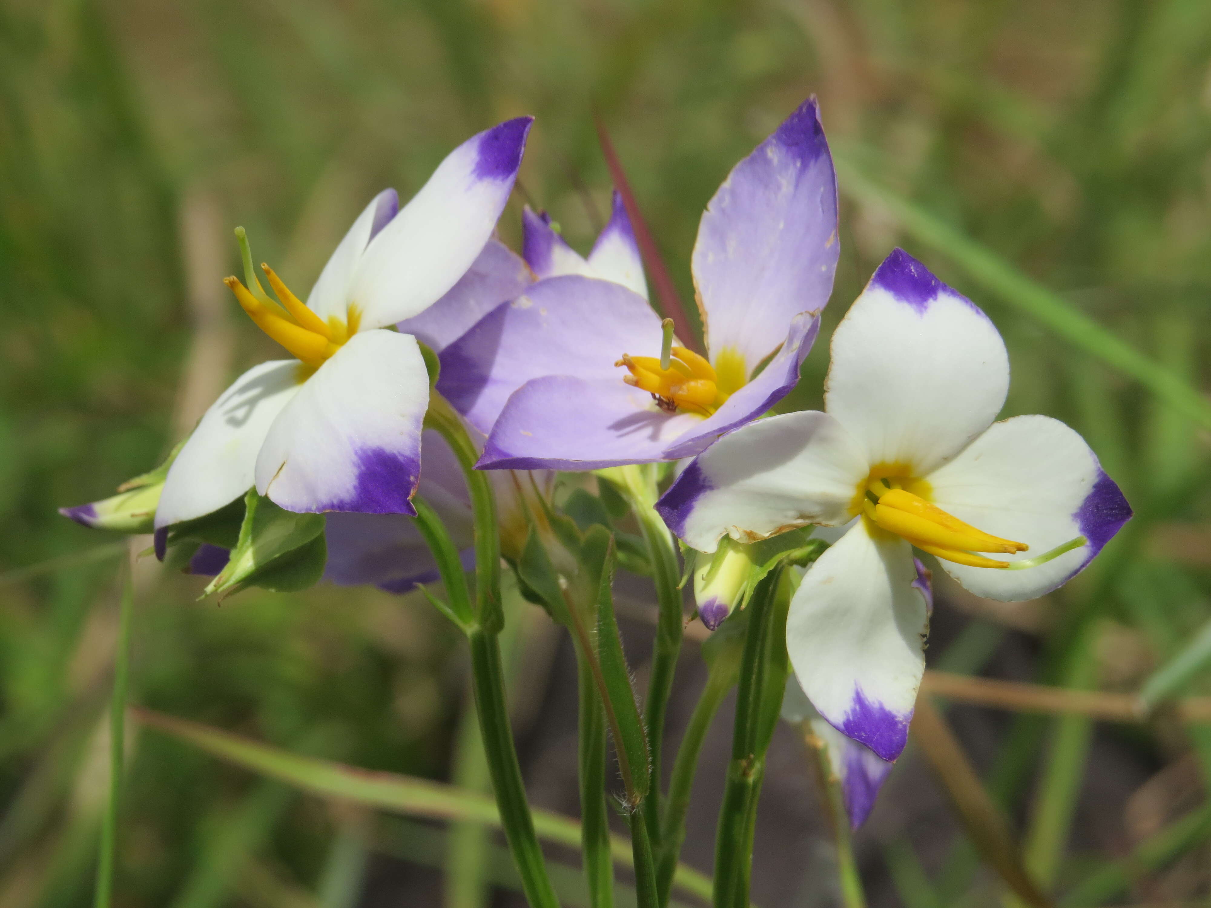 Image of Exacum tetragonum Roxb.