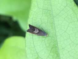 Image of Eurasian Hemp Moth