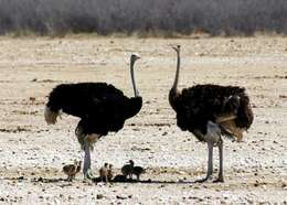 Image of ostriches