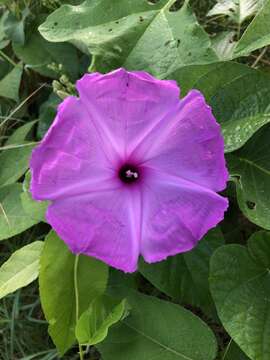 Ipomoea carnea subsp. carnea resmi