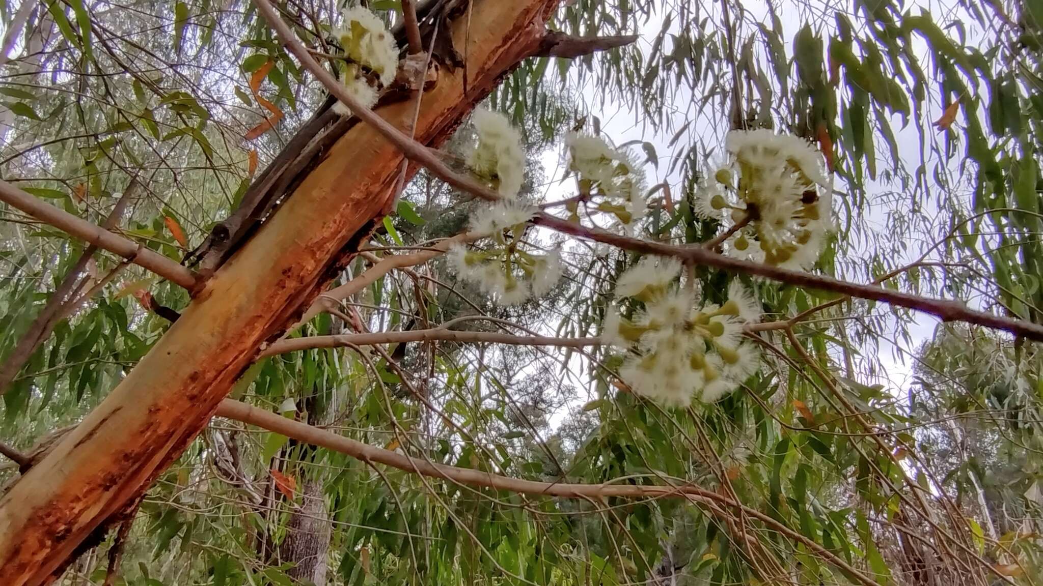 Image of river peppermint gum