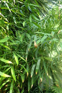 Image of Bamboo Cycad