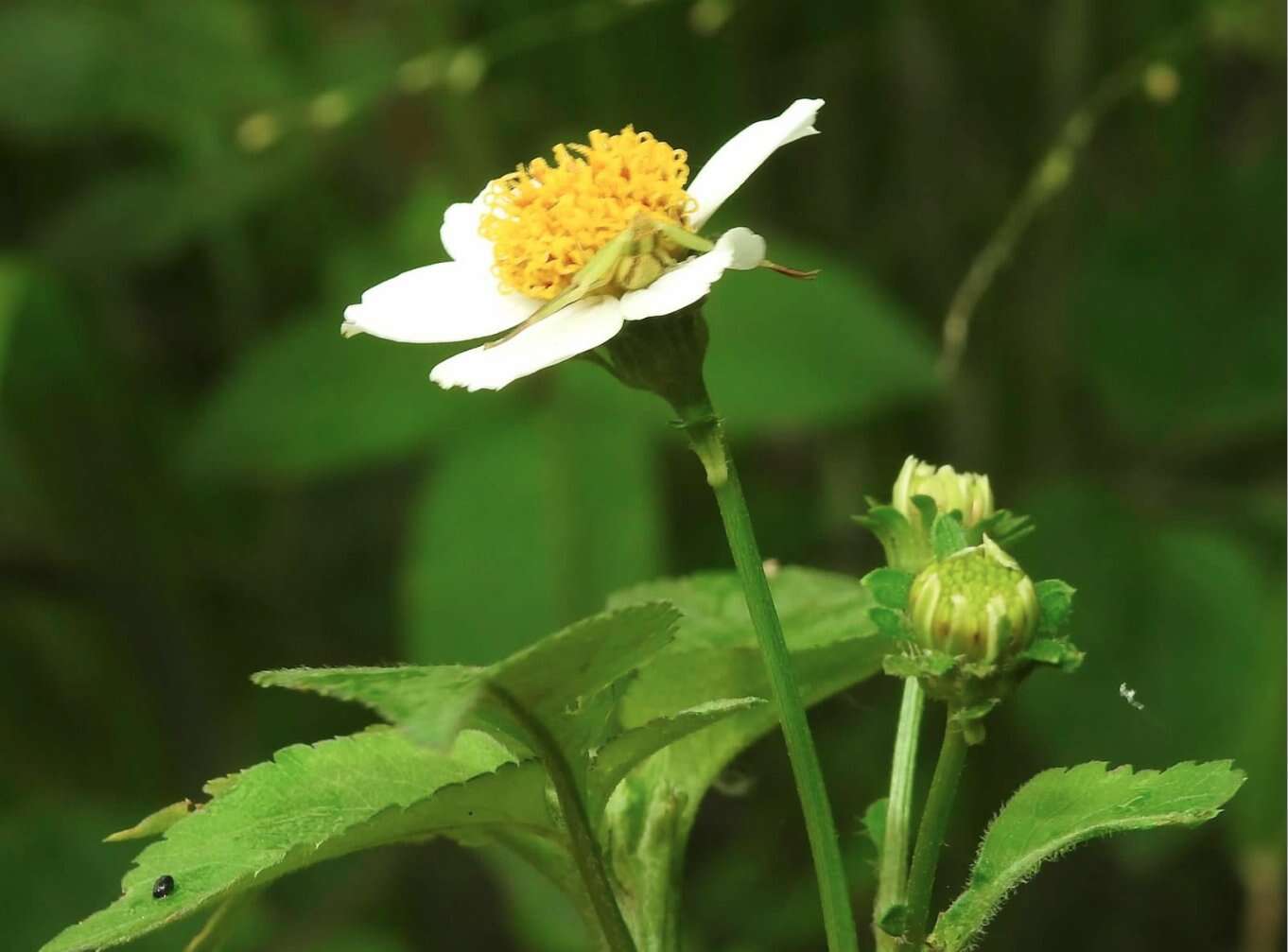 Sivun Ebrechtella pseudovatia (Schenkel 1936) kuva