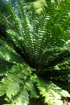 Image of Kozi Cycad