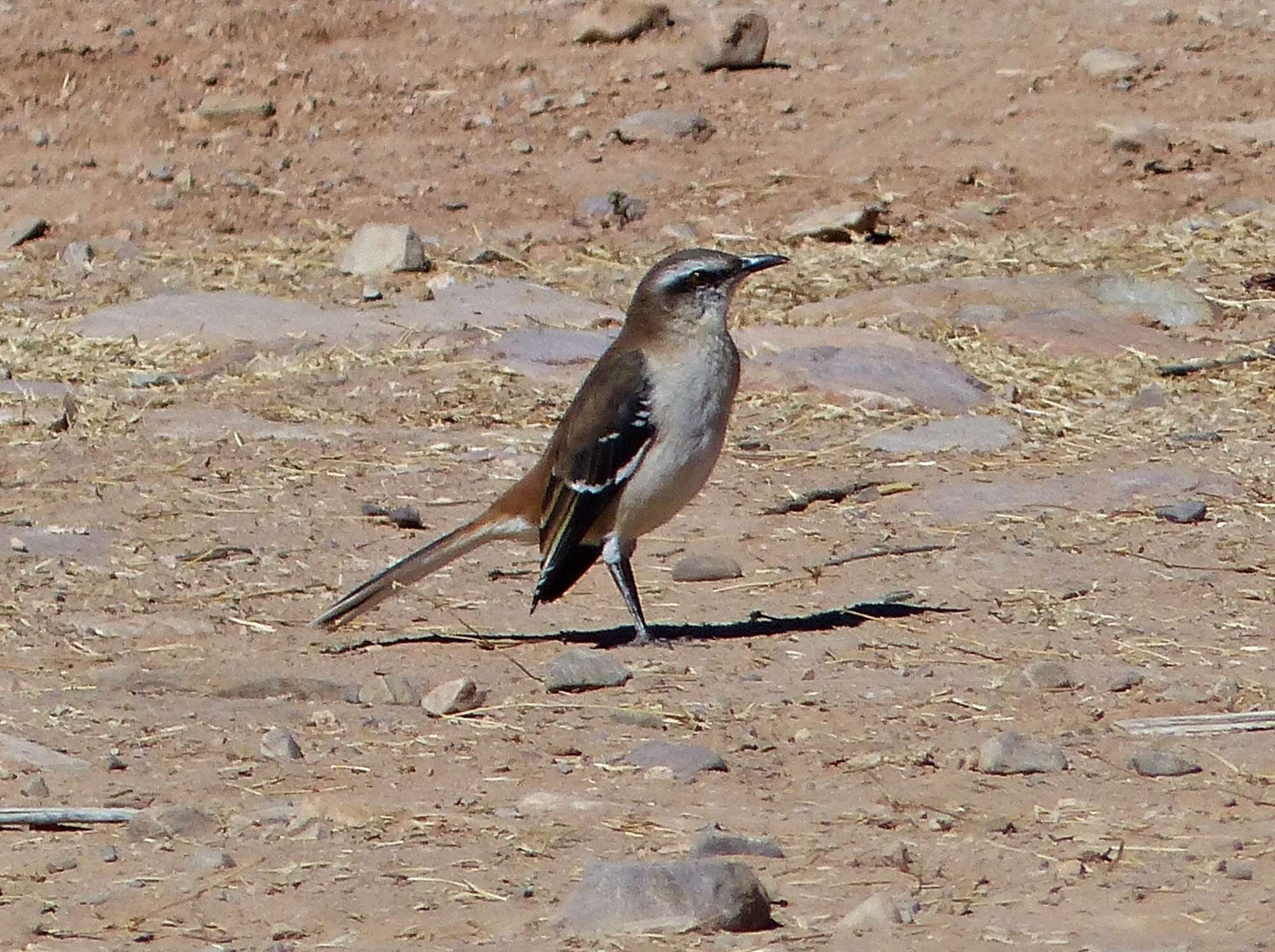 Image of Brown-backed Mockingbird