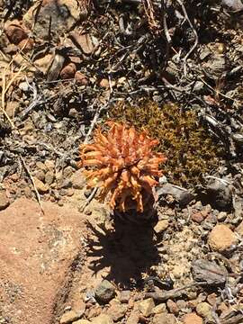 Image of Crassula columnaris subsp. columnaris