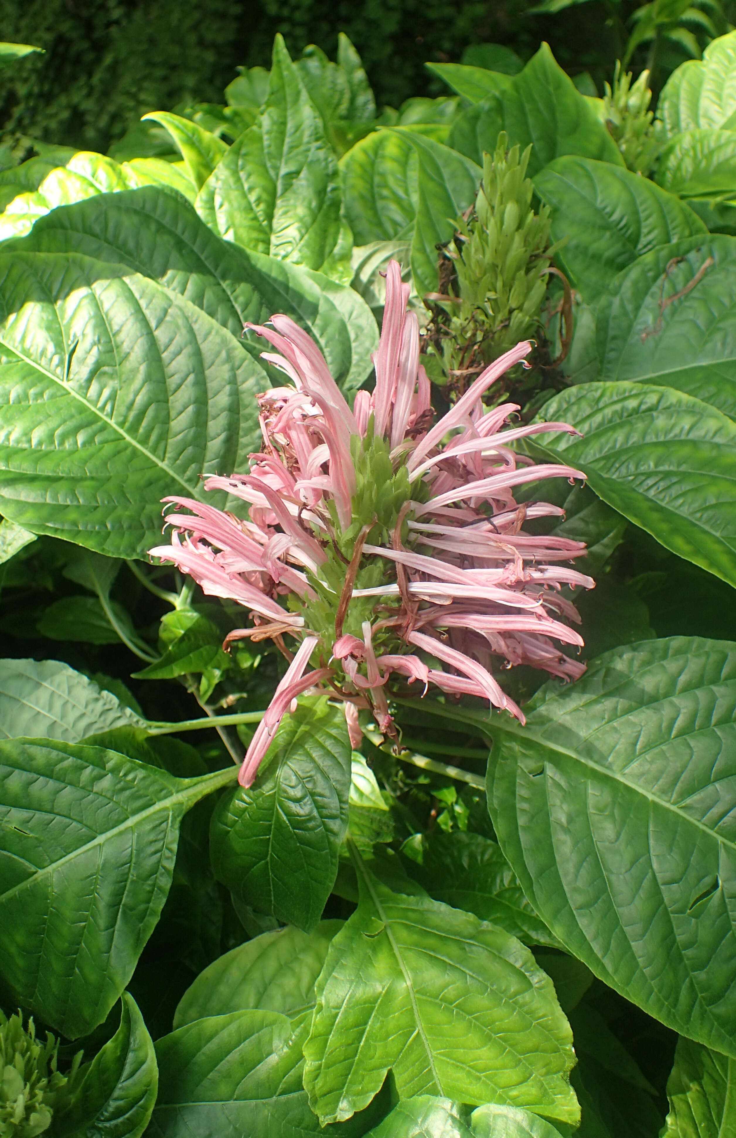 Image of Brazilian-plume